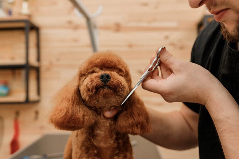Professional male groomer making haircut of poodle