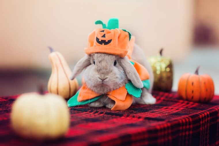 Rabbit wearing halloween costume