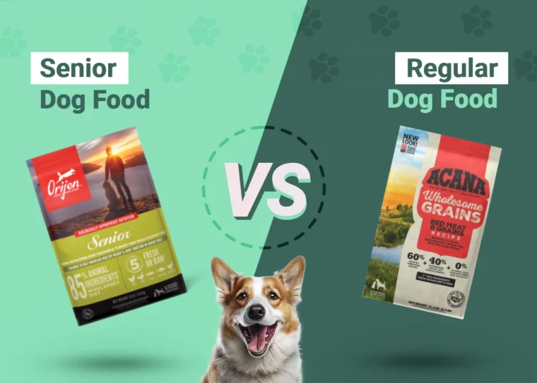 Senior vs Regular Dog Food - Featured Image