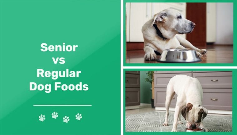 Senior vs Regular dog foods - ft