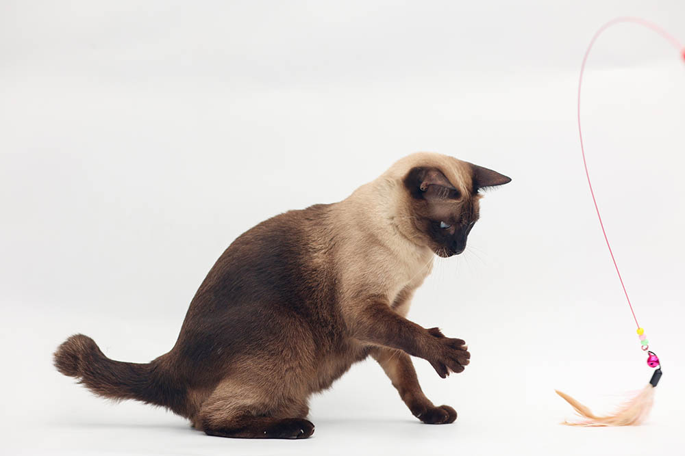 Siamese cat playing with toys