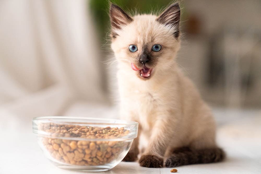 Siamese cat with dry food