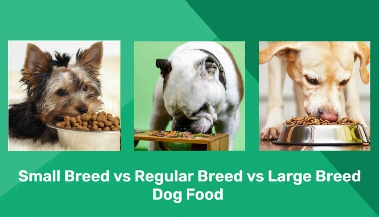 Small Breed vs Regular Breed vs Large Breed - ft