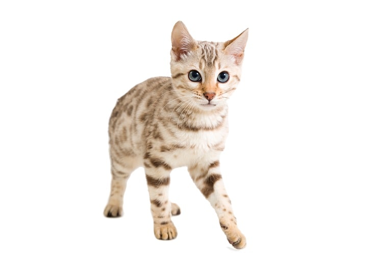Snow Bengal Cat Kitten
