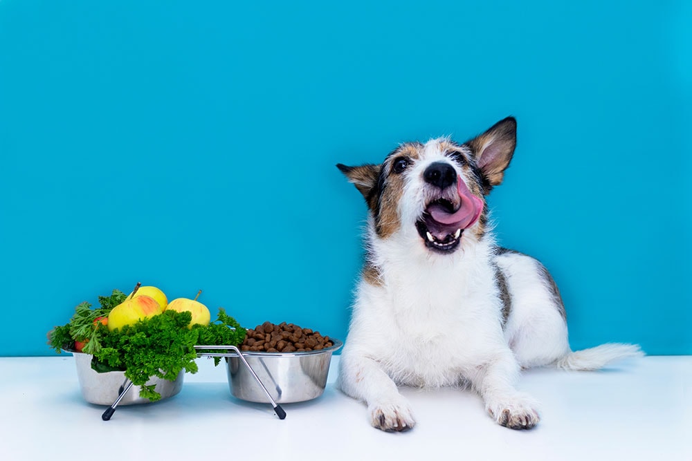 The dog sits near a bowl of food and licks his tongue, dry food and fresh vegetables and fruits