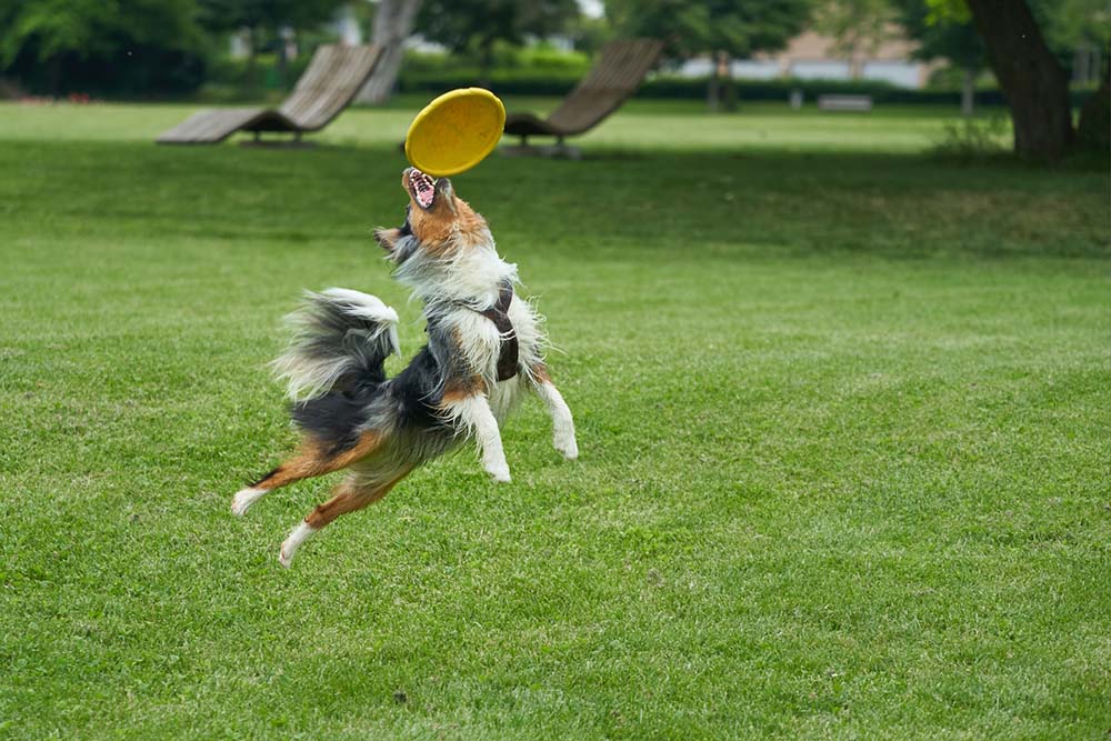 Toy Australian Shepherd playing with a frisbee