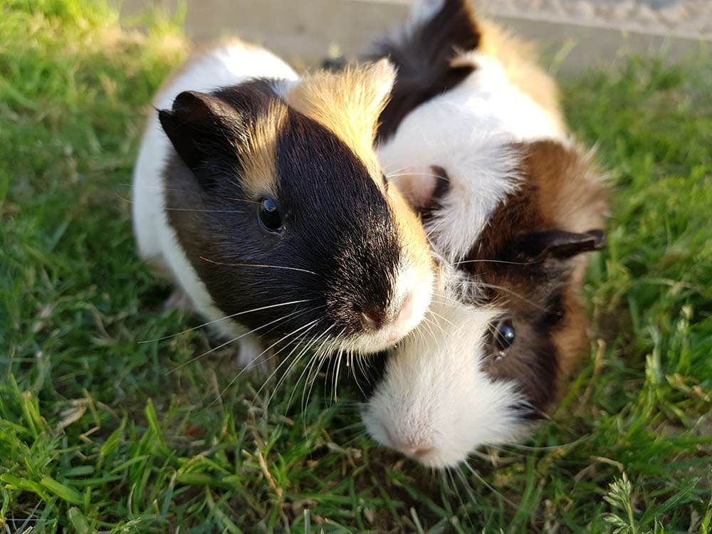 Two guinea pigs on the grass