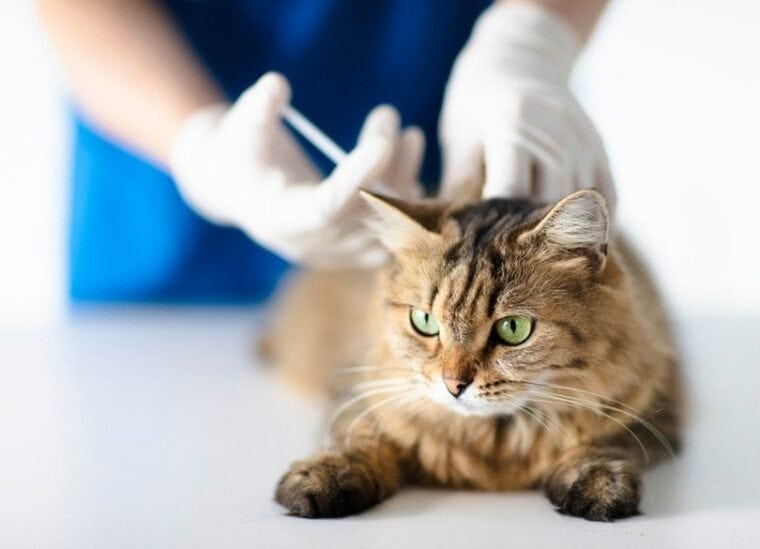 Veterinarian at vet clinic giving injection to cat