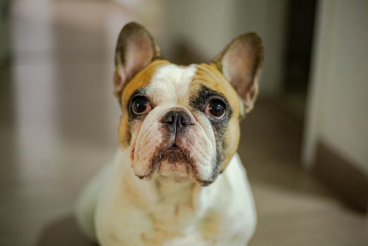 White and brown french bulldog
