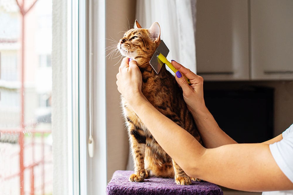 Woman combing fur of a Bengal cat with brush. Woman taking care of pet removing hair at home