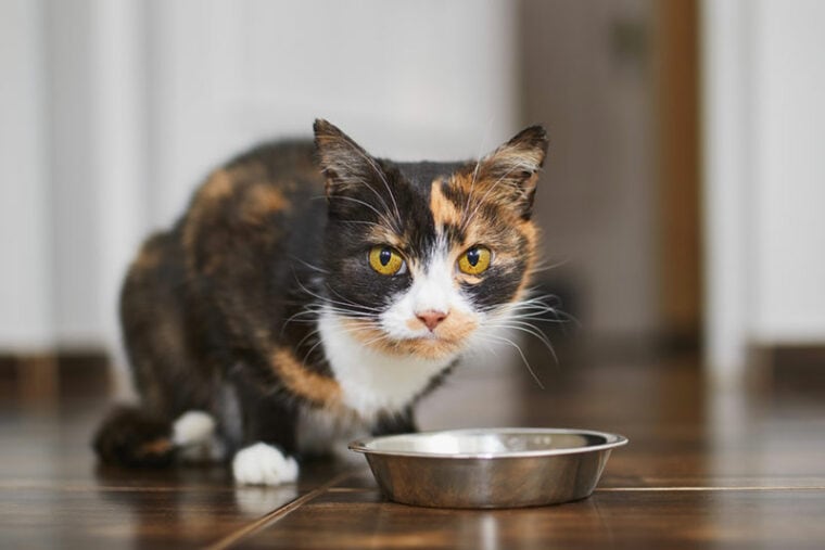 a calico cat eating from metal bowl at home