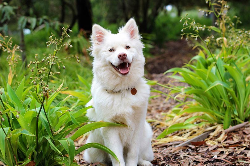 a smiling white dog sitting outdoor smiling