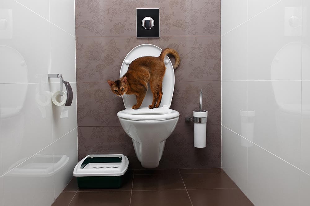Abyssinian Cat on the toilet bowl