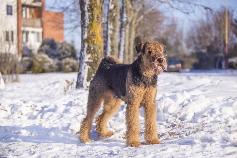 airedale terrier dog standing in the snow