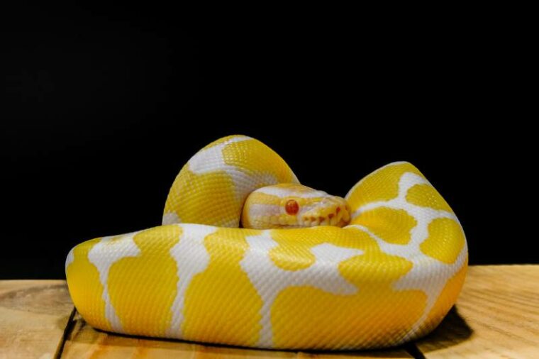 ball python on a brown wood color