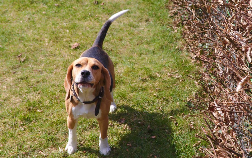 perro beagle ladrando