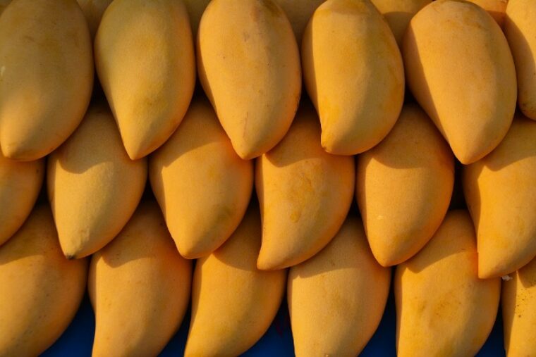 beautiful ripe mangoes