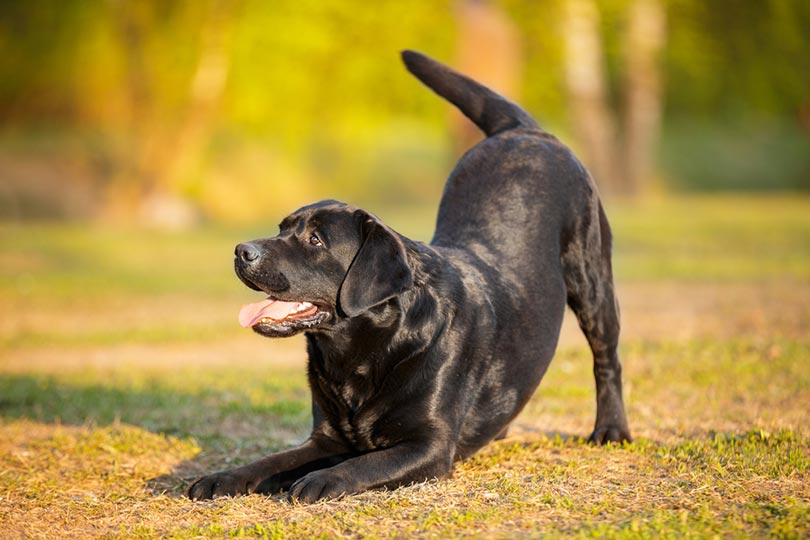 black labrador retriever dog bowing ready to play