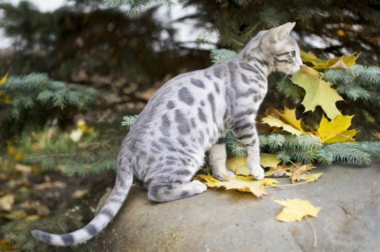 blue spotted bengal kitten