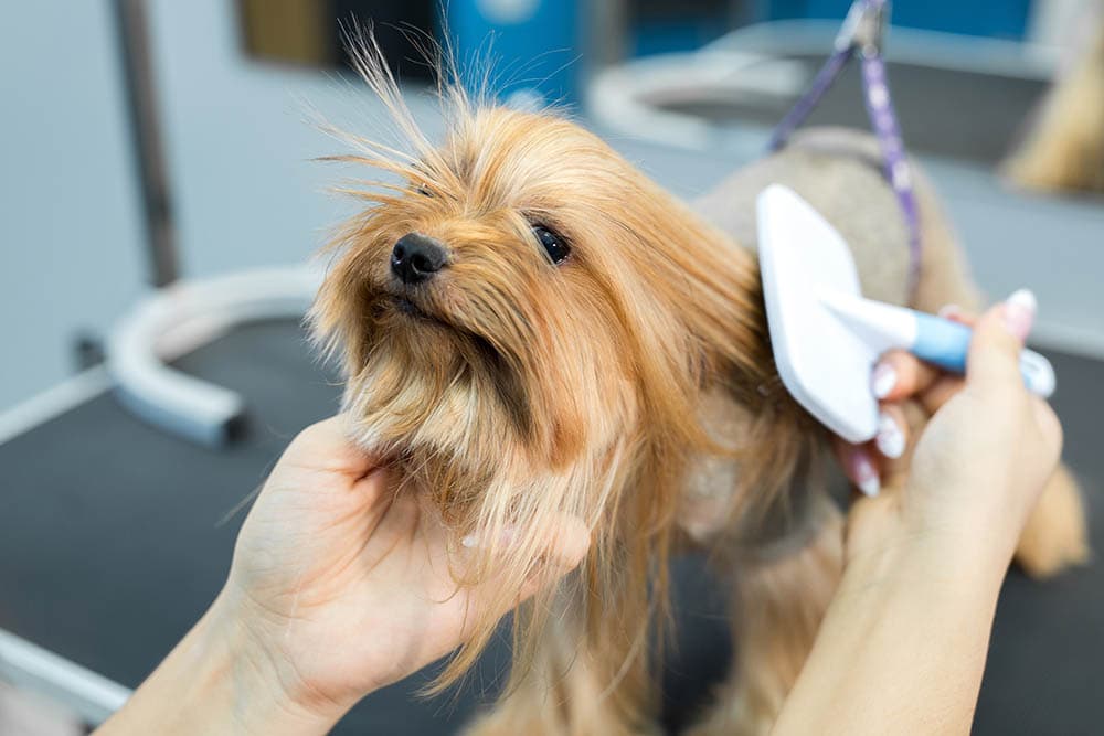 brushing the beautiful hair of a yorkie
