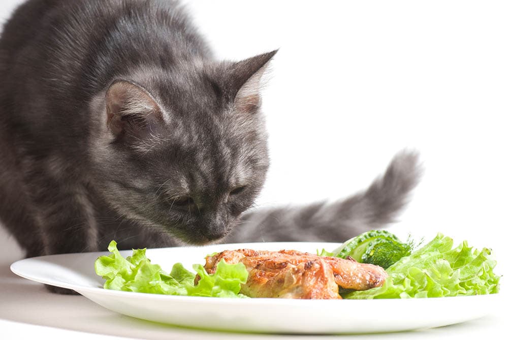 cat eating cooked chicken