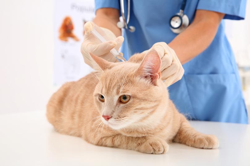 cat getting vaccine in a vet clinic