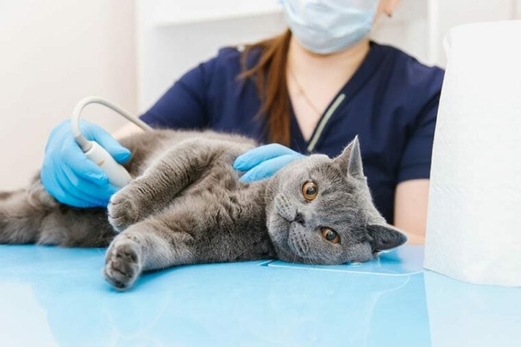 cat having an ultrasound in vet clinic