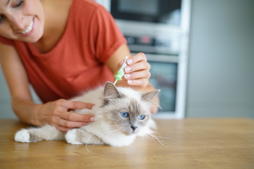 gato con tratamiento antipulgas