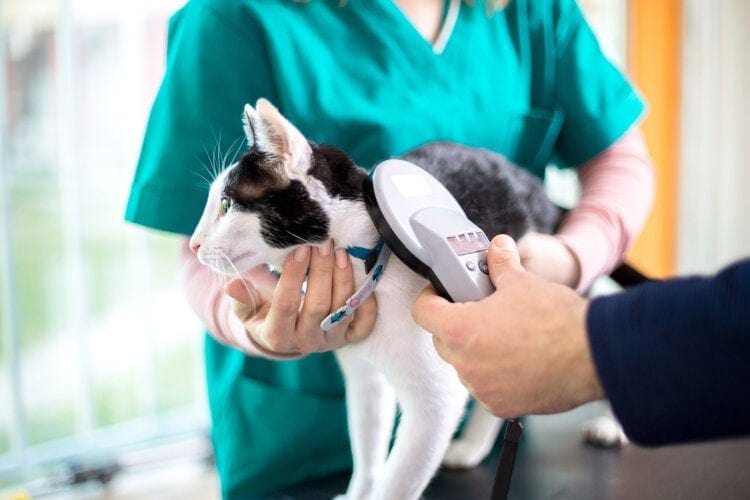 The kitten's microchip is examined by the veterinarian