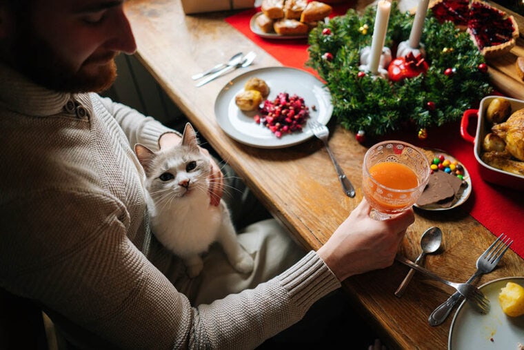 cat on lap during holiday with christmas food