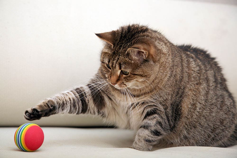 cat playing with ball