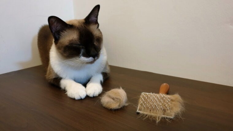 cat sitting near hairball ant grooming brush
