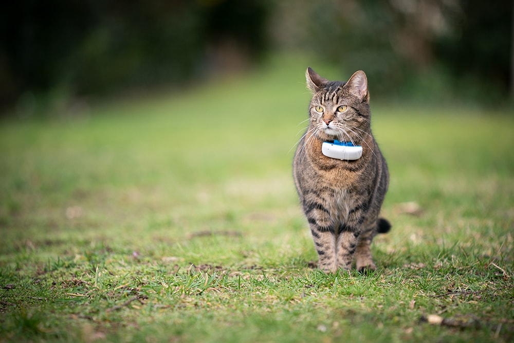 cat-wearing-gps_Nils-Jacobi_Shutterstock