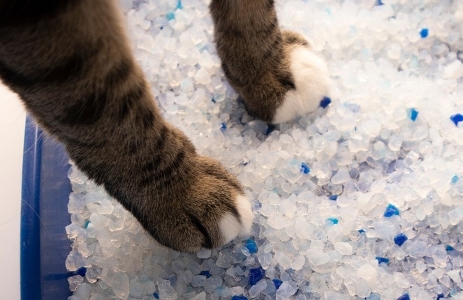 patas de gato en arena de cristal