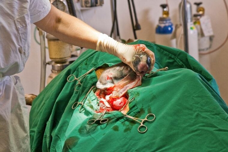 cesarean birth of a dog