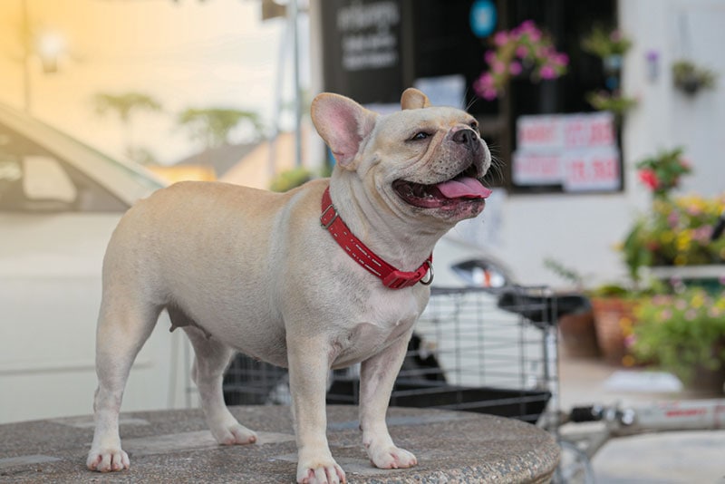 cream female french bulldog with red collar standing on table