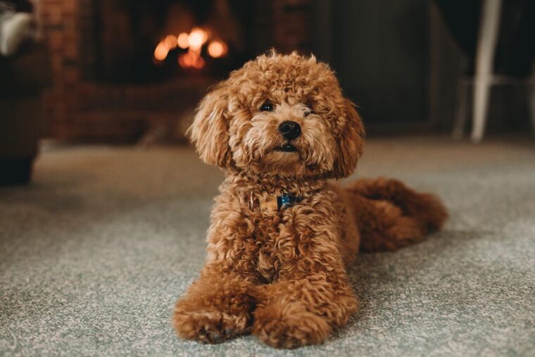 cute brown poodle on the floor