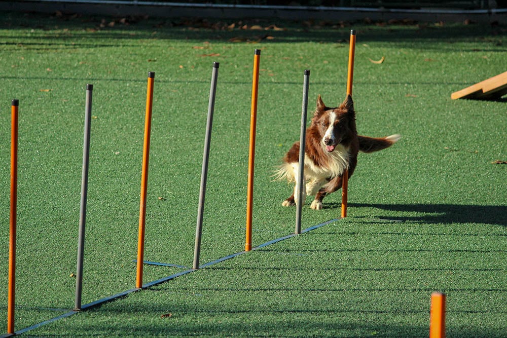 dog running on an obstacle