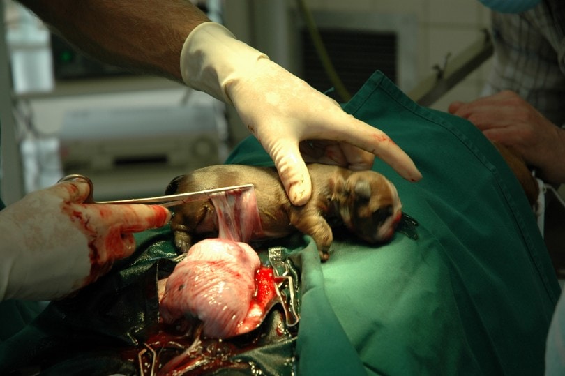 dog undergoing a ceasarean birth surgery