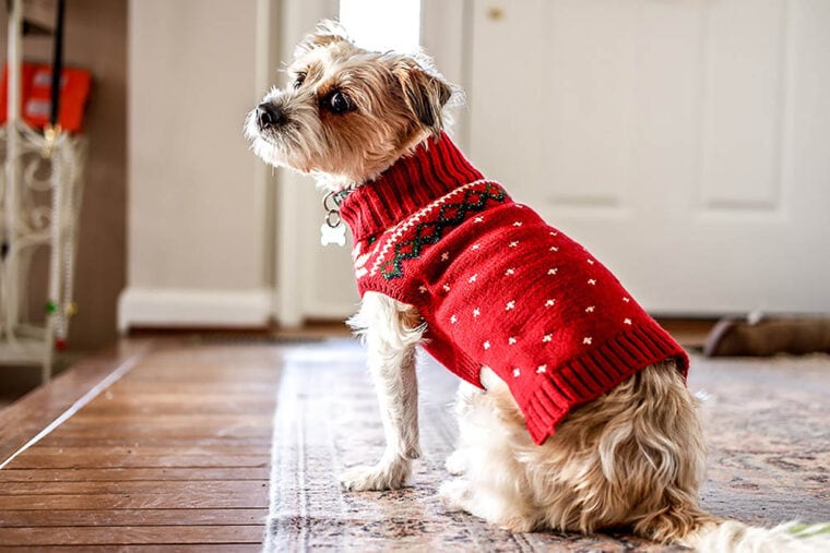 Dog wearing red christmas sweater