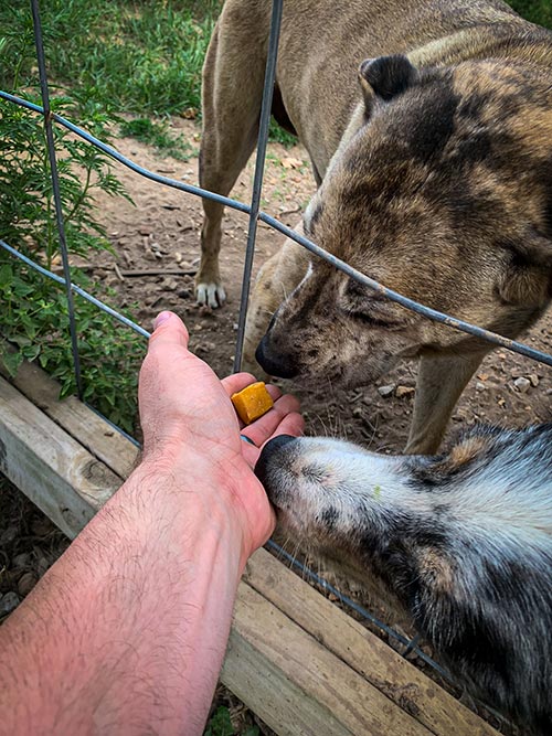 dogs sniffing pet releaf hemp edibites