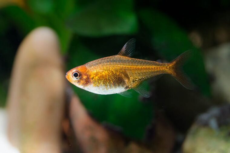 ember-tetra-fish-in-a-freshwater-aquarium