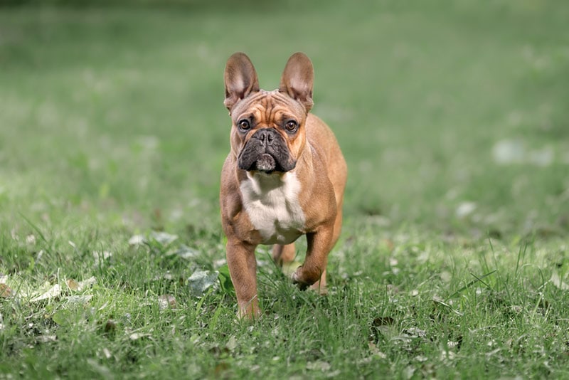 French bulldog fawn walking on the grass
