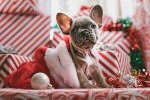 french bully puppy surrounded with Christmas gifts