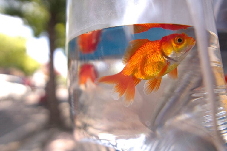 Goldfish in a plastic bag