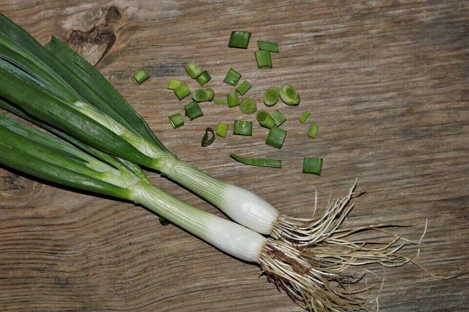 are green onions good for dogs