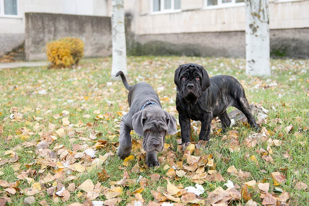 grey and black neapolitan mastiff puppies