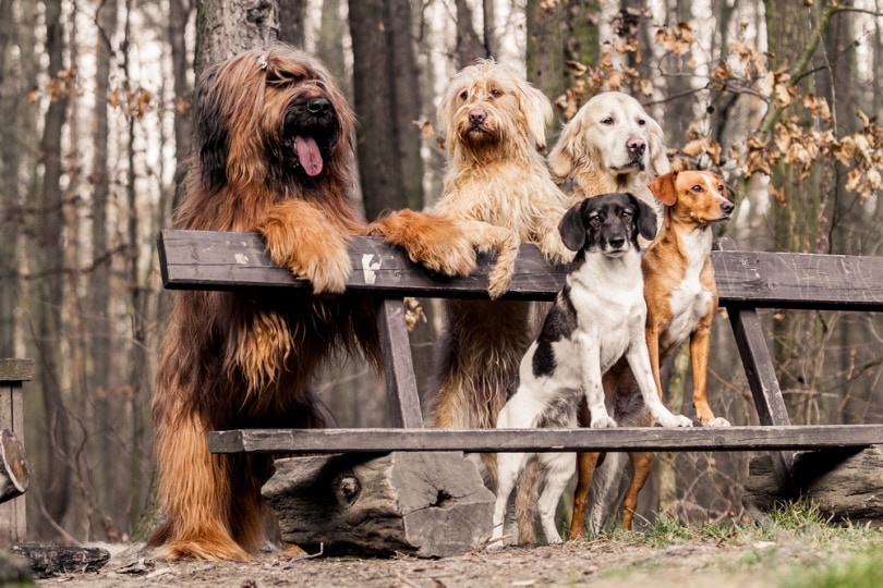 skupina dogs in the park