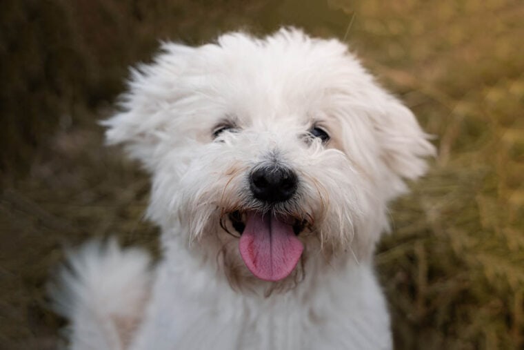 happy bichon frise dog close up