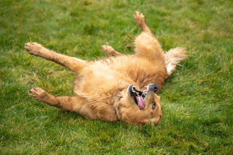 happy golden retriever dog rolling on a green lawn